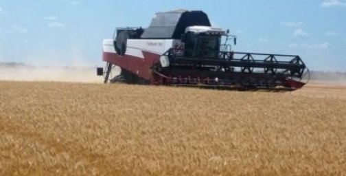Киквидзенские аграрии завершают уборку озимой пшеницы